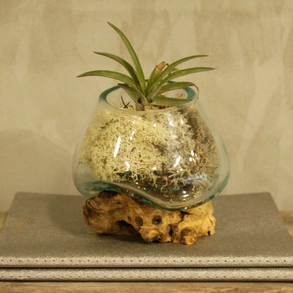 Molten Glass Bowl on Wood – Small